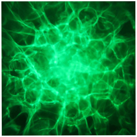 Equinox Hypnos - RGBW LED Quad Hypnotic Effect Light